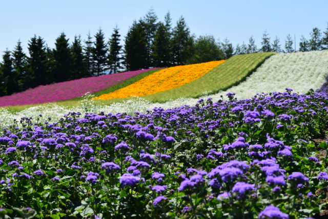 富良野のラベンダー畑の写真