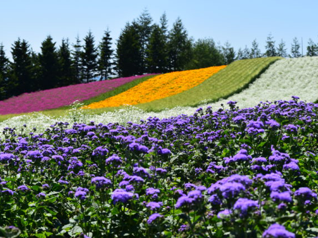 富良野のラベンダー畑の写真