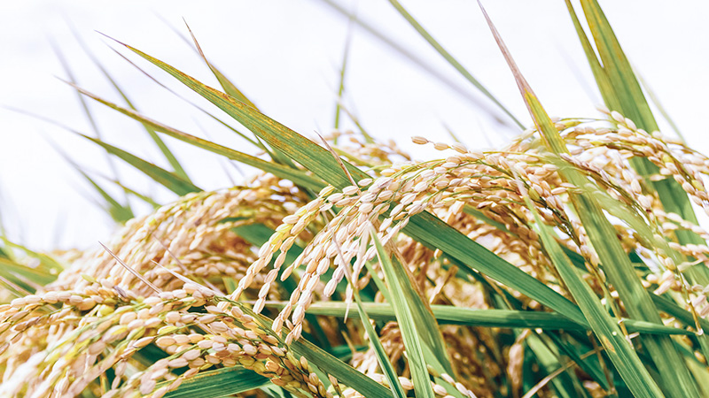 稲穂の写真