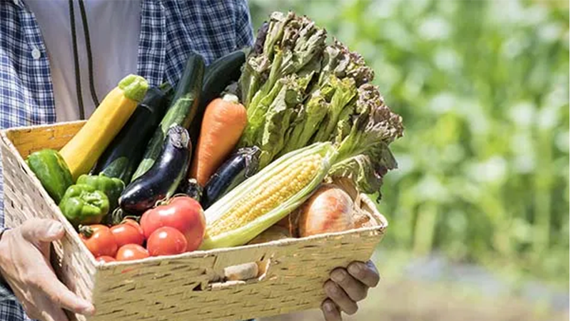 道産野菜の写真